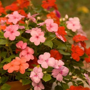 Nedirak (Impatiens)