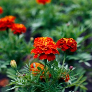 Neven (Calendula officinalis)