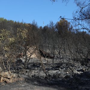 Posljedice požara na području Raslina