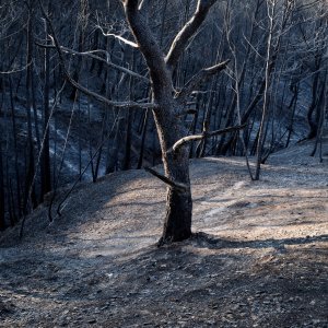 Posljedice požara u Francuskoj