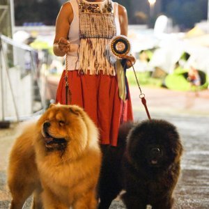 Ljetna noćna izložba pasa u Parku mladeži u Splitu