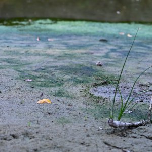 Isušeno jezero Bundek