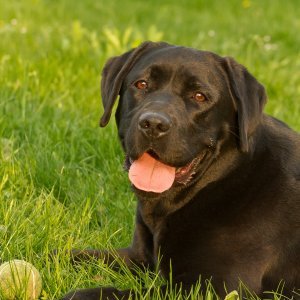 Labrador