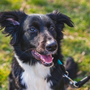 Border collie