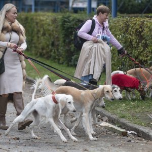 Međunarodna izložba pasa CACIB Zagreb