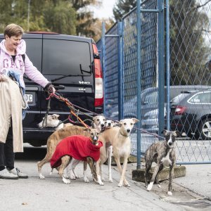 Međunarodna izložba pasa CACIB Zagreb