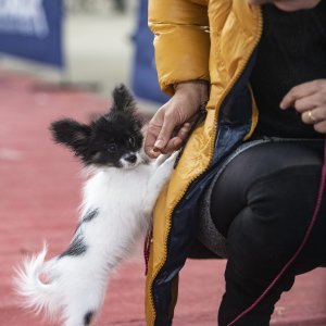 Međunarodna izložba pasa CACIB Zagreb