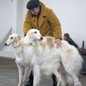 Međunarodna izložba pasa CACIB Zagreb