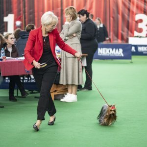 Međunarodna izložba pasa CACIB Zagreb