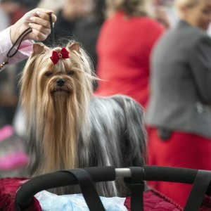 Međunarodna izložba pasa CACIB Zagreb