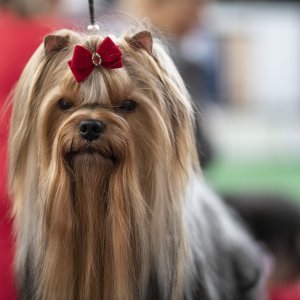 Međunarodna izložba pasa CACIB Zagreb