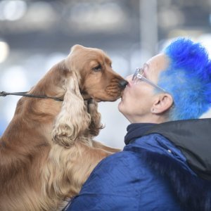 Međunarodna izložba pasa CACIB Zagreb