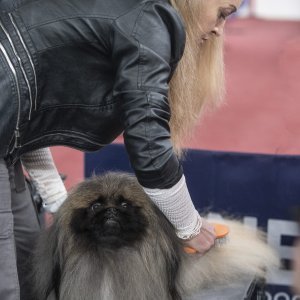 Međunarodna izložba pasa CACIB Zagreb