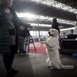 Međunarodna izložba pasa CACIB Zagreb