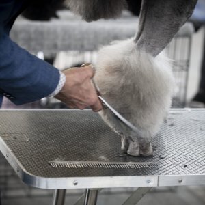 Međunarodna izložba pasa CACIB Zagreb