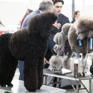 Međunarodna izložba pasa CACIB Zagreb