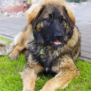 Leonberger