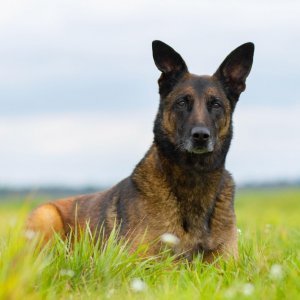 Belgijski ovčar Malinois