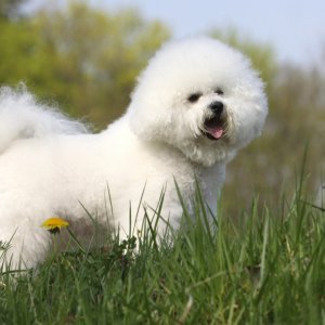 Kovrčavi bišon (Bichon frise)