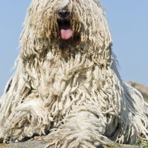 Komondor