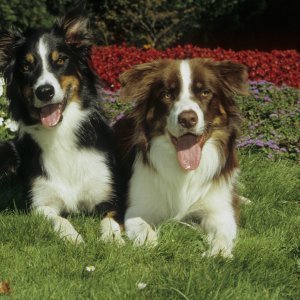 Graničarski škotski ovčar (Border collie)