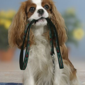 Cavalier King Charles španijel