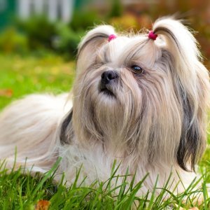 Ši-cu (Shih Tzu)