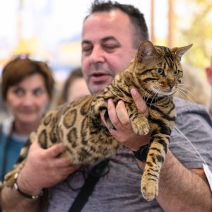Međunarodna izložba mačaka u Zagrebu
