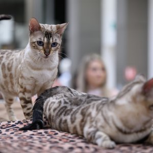 Međunarodna izložba mačaka u Zagrebu