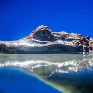 Obnovljeni pulski Aquarium