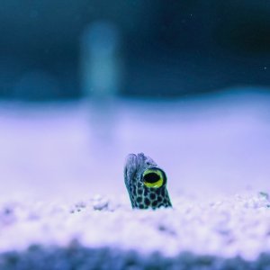 Obnovljeni pulski Aquarium