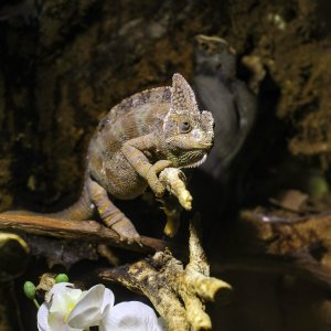 Obnovljeni pulski Aquarium