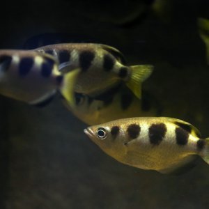 Obnovljeni pulski Aquarium