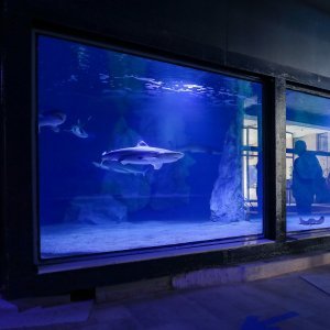 Obnovljeni pulski Aquarium