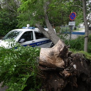 Šibenik: Jak vjetar srušio veliko drvo i razbio policijski kombi