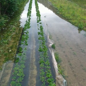 Fotografije iz zraka poplavljenih polja na vrgoračkom području