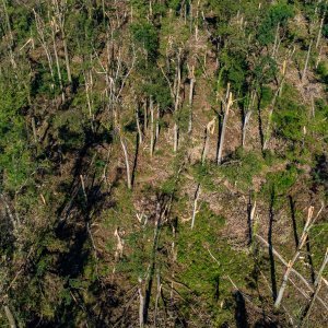 Pogled na Spačvansku šumu nakon snažnog nevremena u kojem su stabla pucala na pola od siline vjetra
