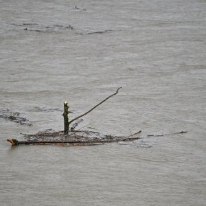 Rijeka Sava se izlila iz svog korita