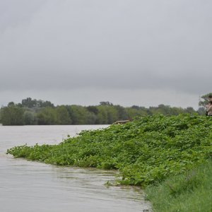 Sava u Zagrebu