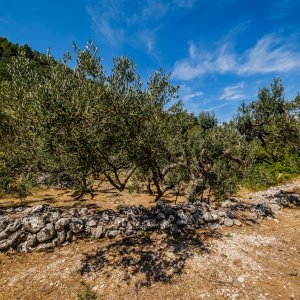 Uvala Samograd na otoku Korčuli