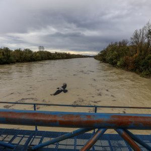Zagreb: Nabujala Sava kod Podsusedskog mosta nosi naplavine
