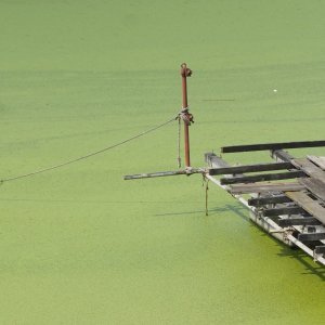 Sava u Beogradu zelene boje