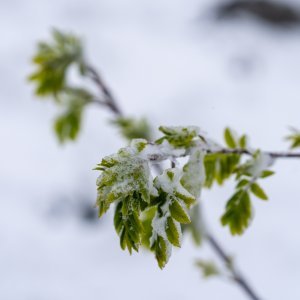 Snijeg pao u Nacionalnom parku Sjeverni Velebit