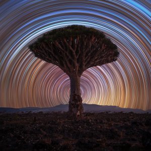 Kategorija Nebeski pejzaži: Dragon Tree Trails