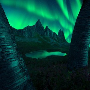 Kategorija Aurore: Kongen