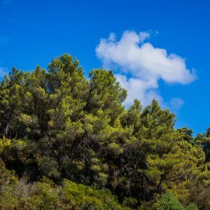 Vela Luka: Uvala Slatina