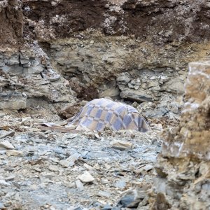 Pazin: Pronađena bomba iz drugog svjetskog rata