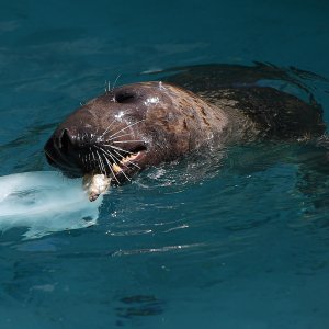 Životinje u rimskom zoološkom vrtu uslijed toplinskog vala