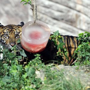 Životinje u rimskom zoološkom vrtu uslijed toplinskog vala