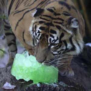 Životinje u rimskom zoološkom vrtu uslijed toplinskog vala